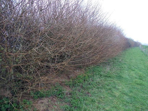 Winter hedgerow somerset