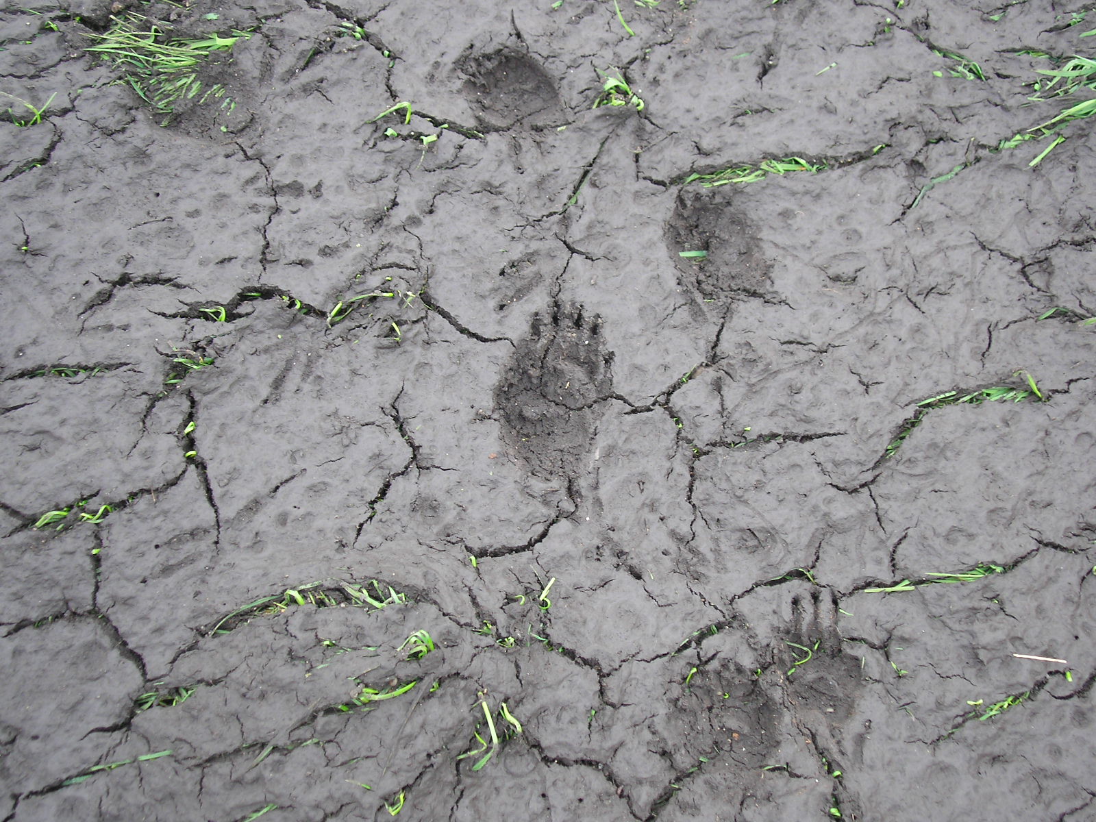Badger footprints somerset