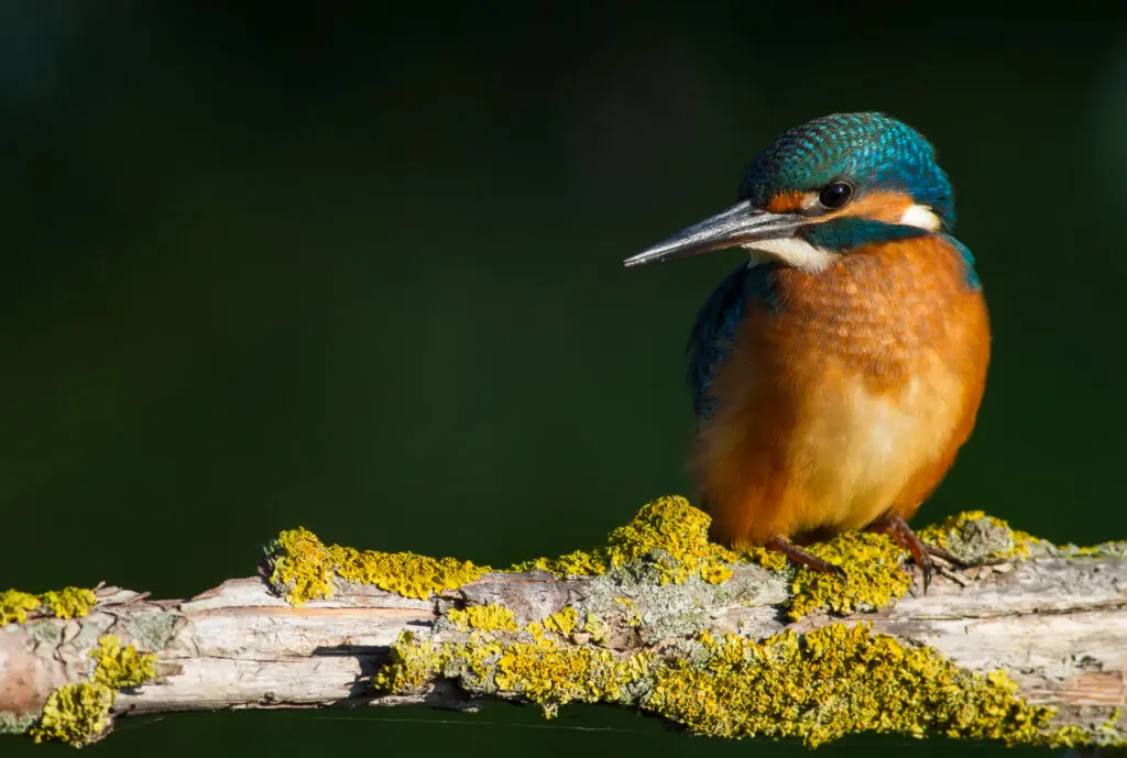 Species Survey | Halpin Robbins