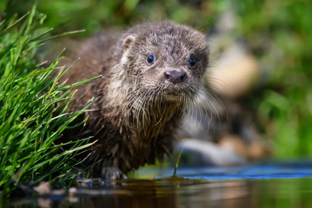 Ecological Assessment | Halpin Robbins