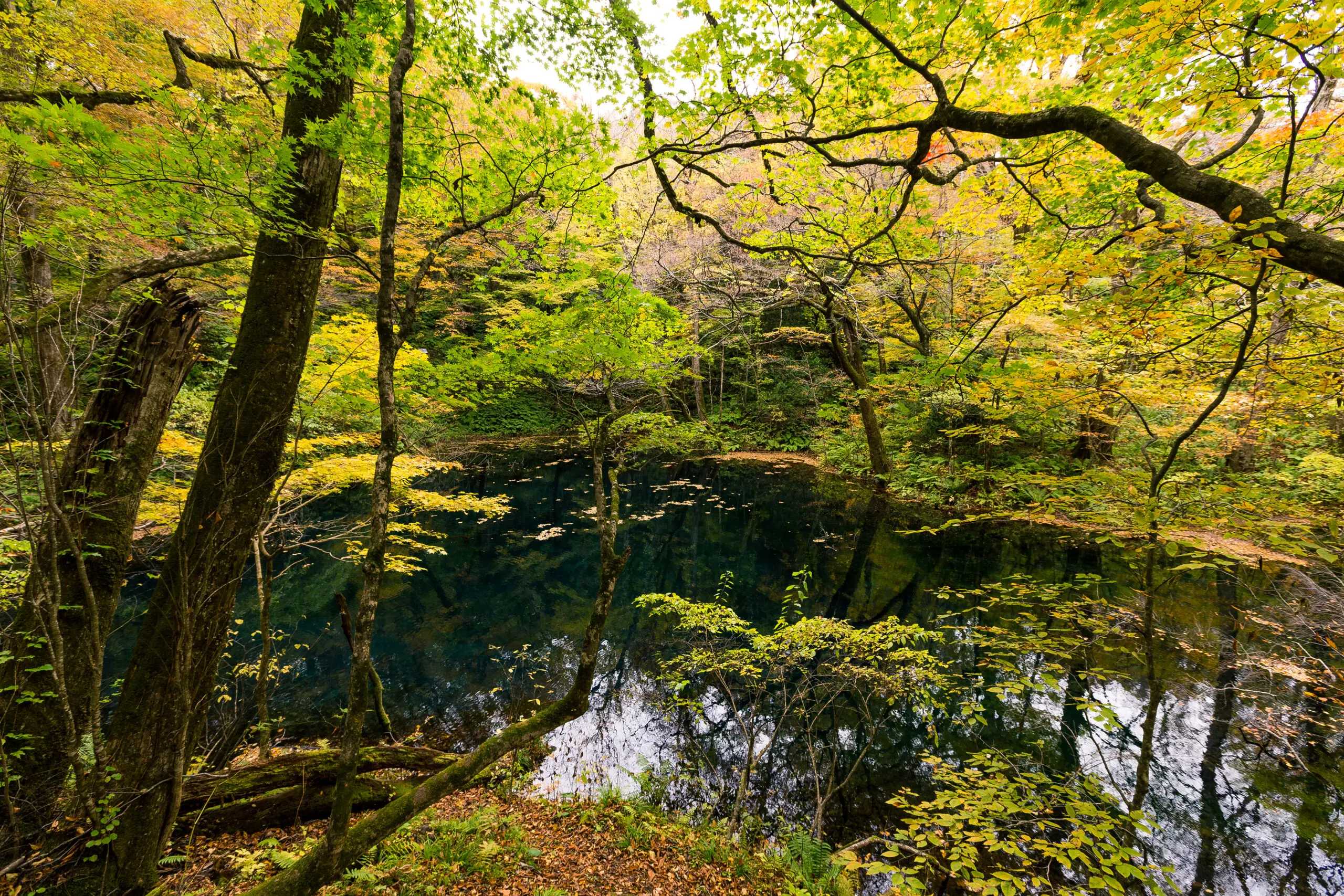 Strategic Environmental Advisory | Halpin Robbins