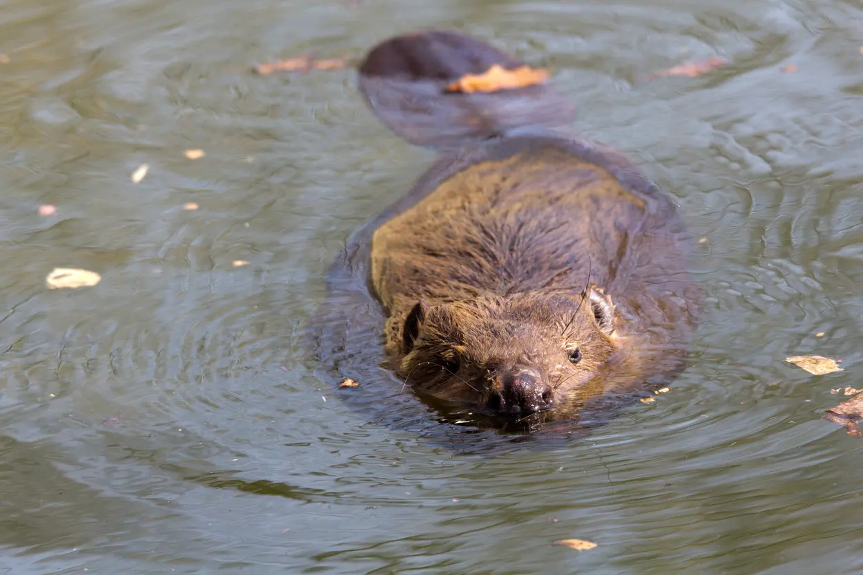 Beaver Surveys | Halpin Robbins