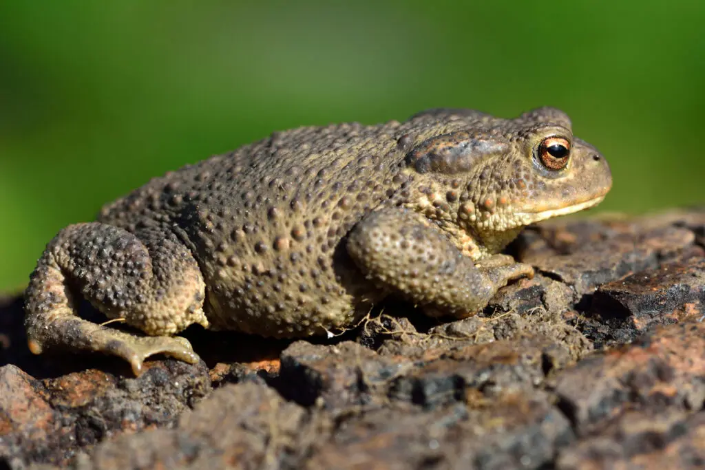 Ecological Delivery | Halpin Robbins