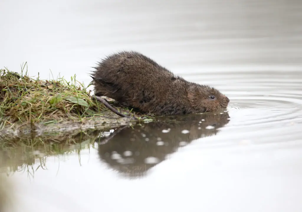 Water Vole & Otter Surveys | Halpin Robbins