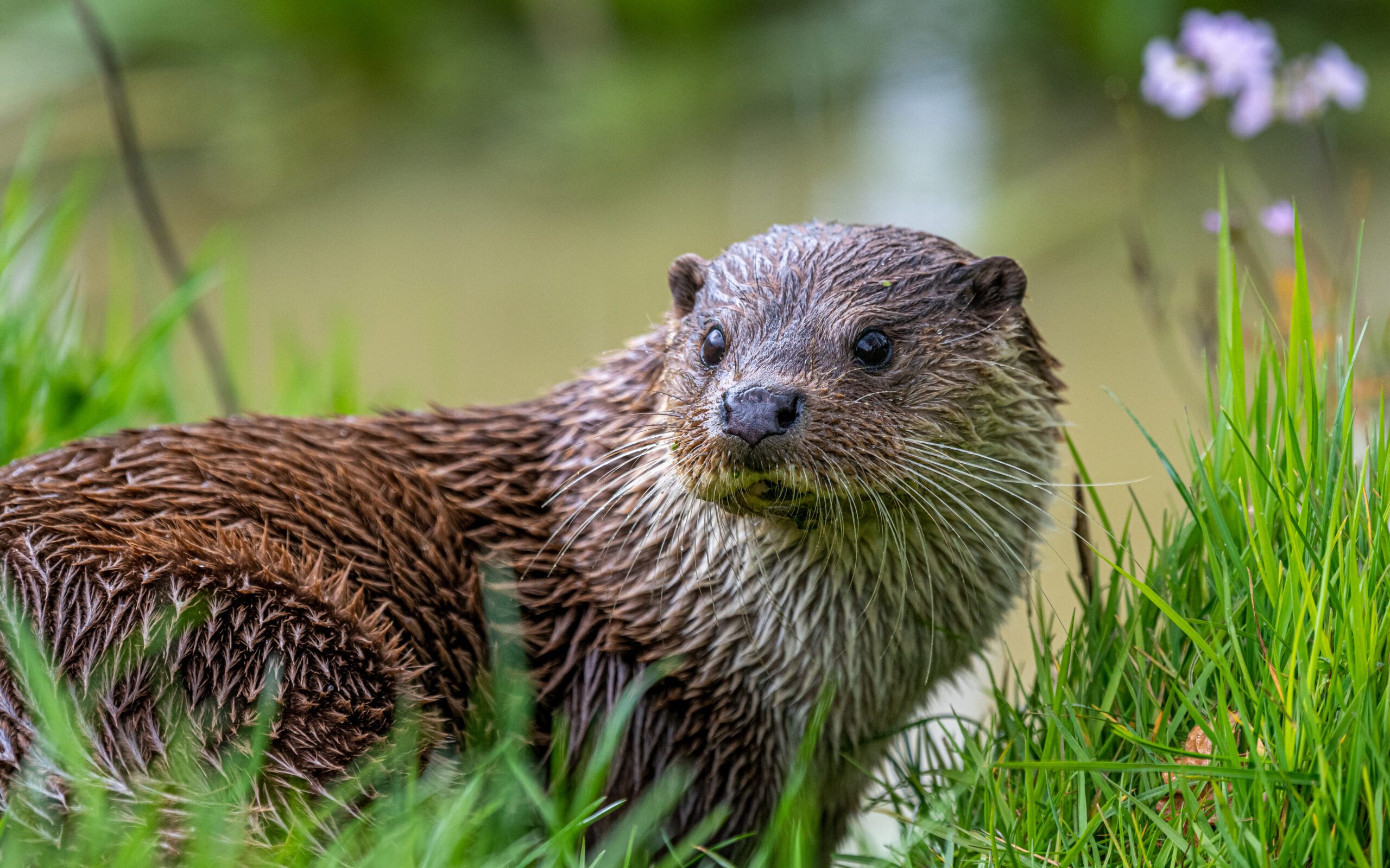 Species Survey | Halpin Robbins