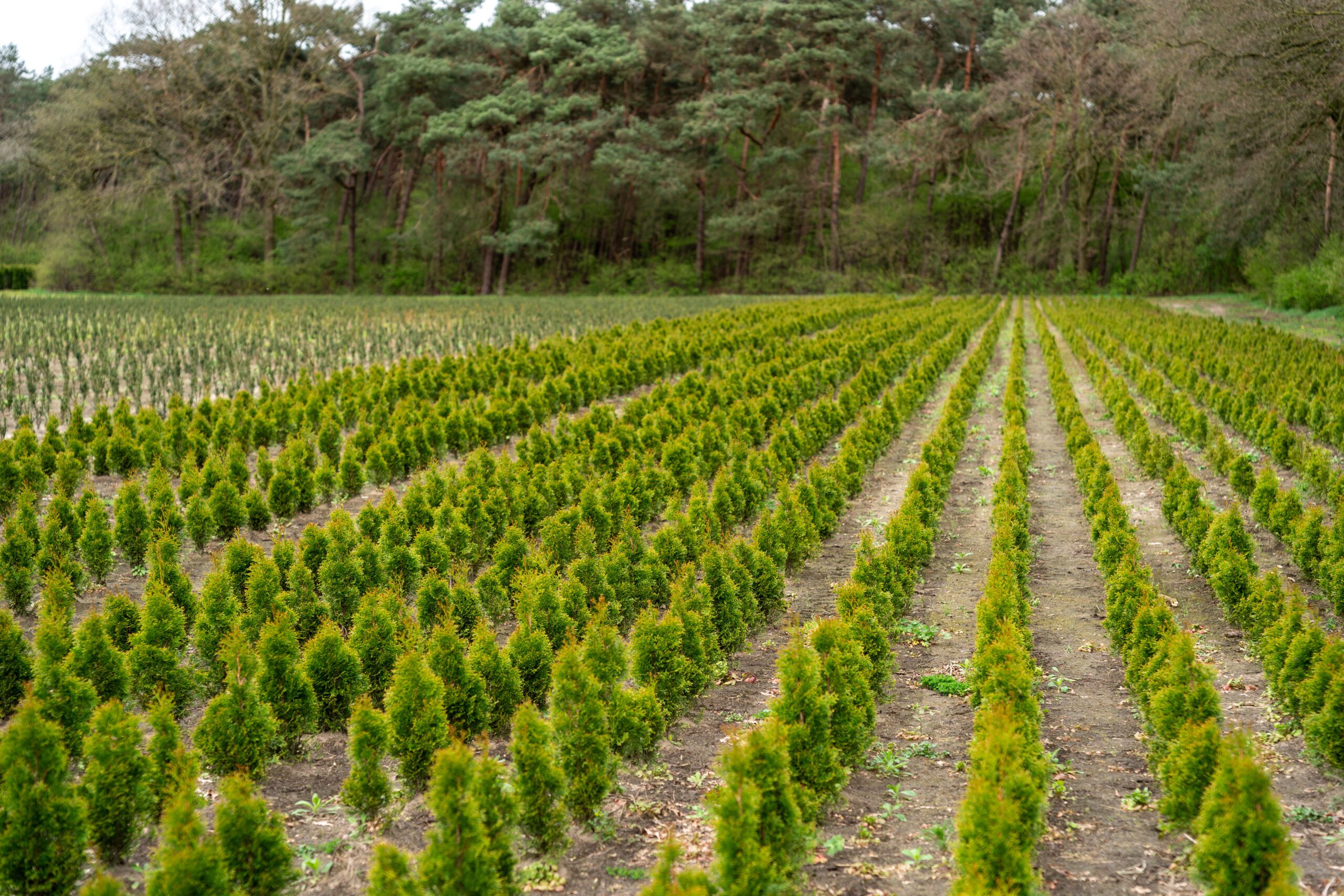 Ecological Delivery | Halpin Robbins