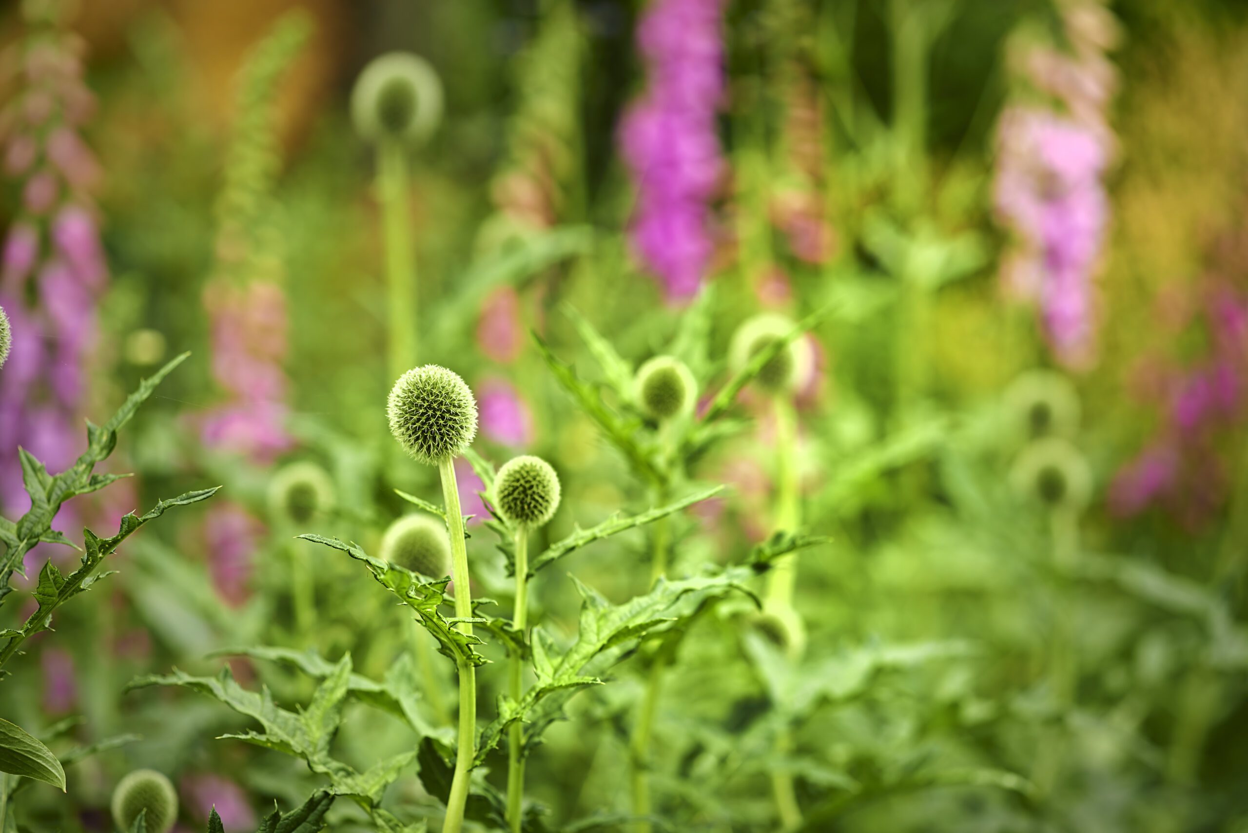 Botanical Surveys | Halpin Robbins