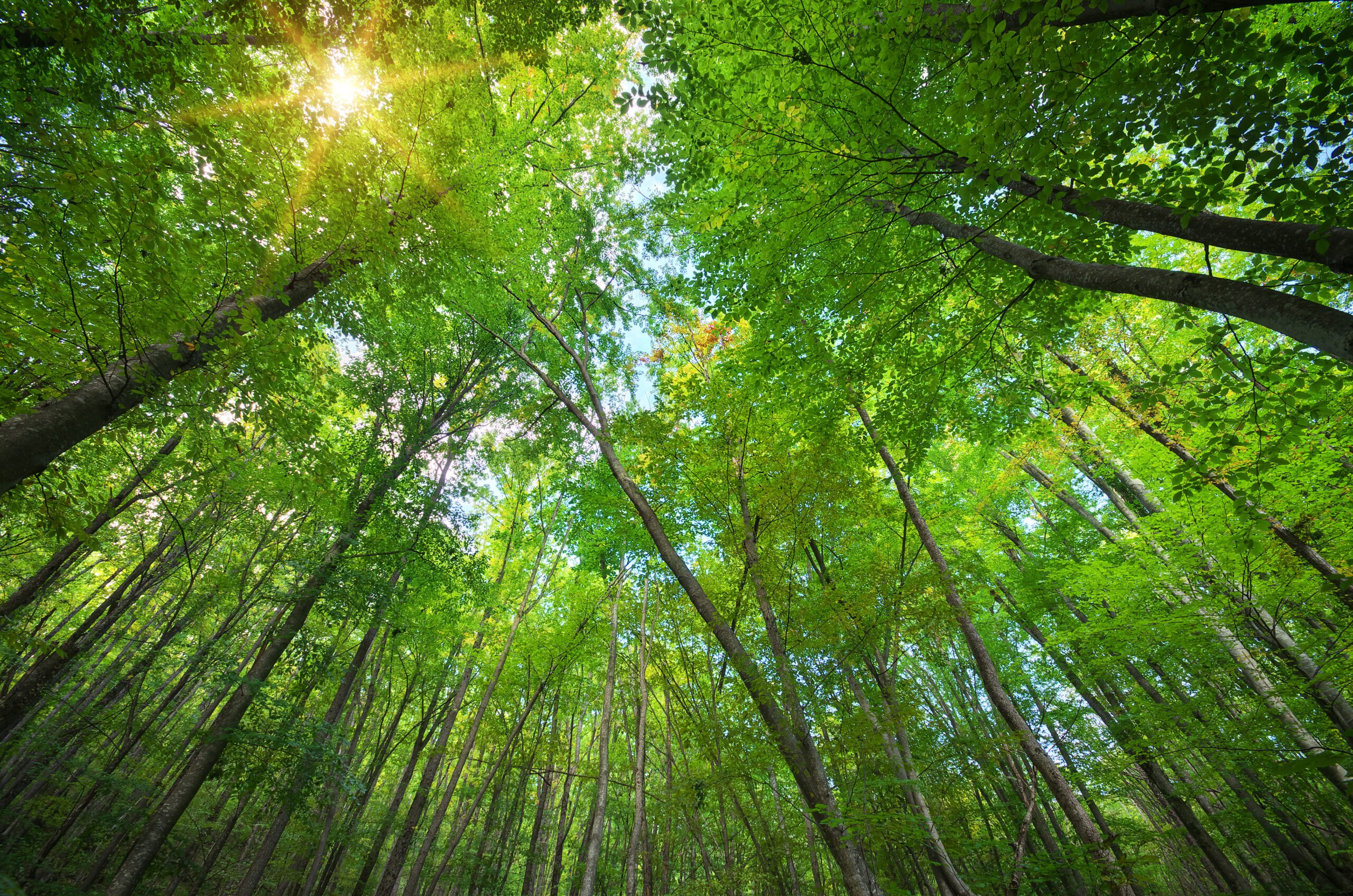 Waste & Resource Management | Halpin Robbins