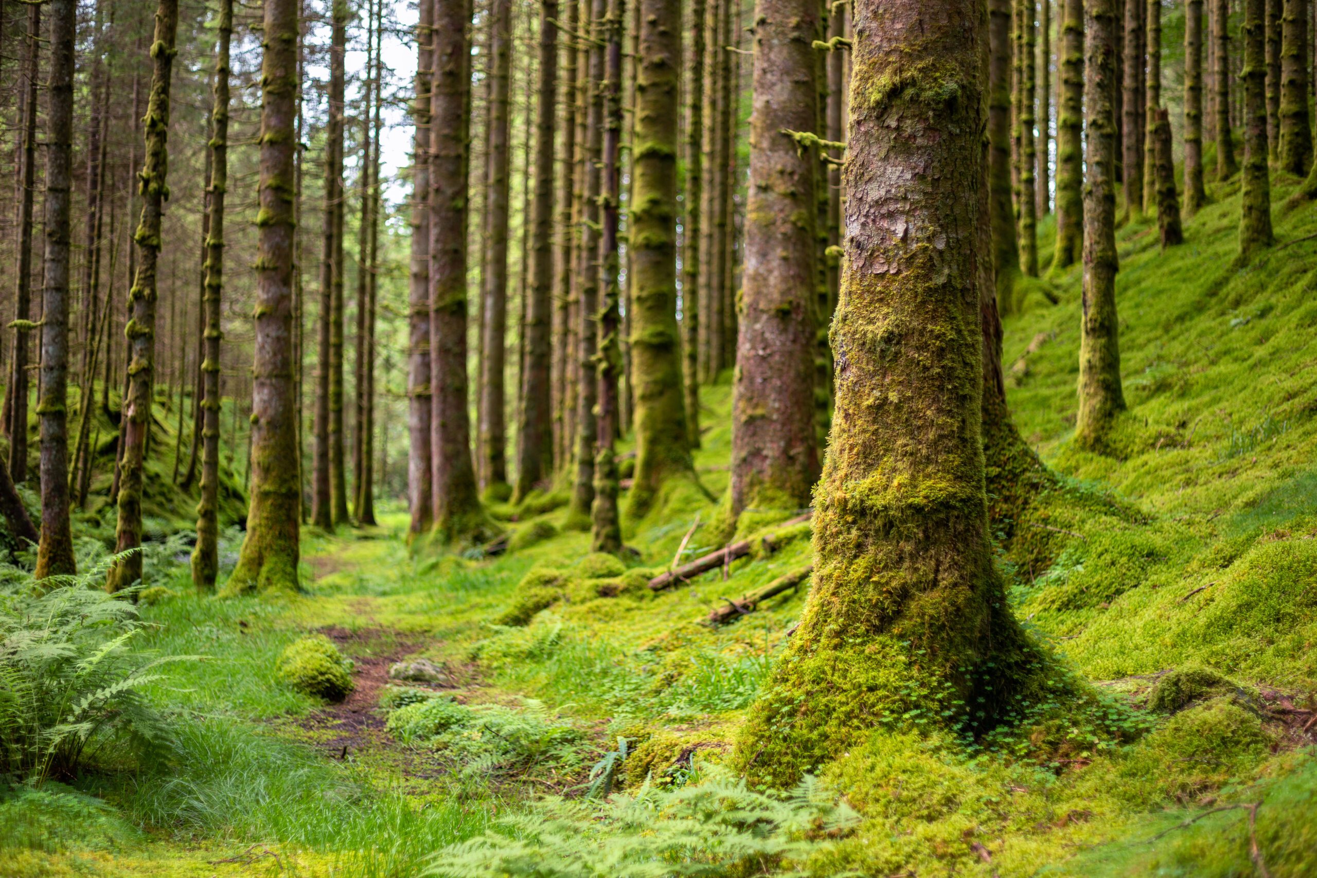 Strategic Environmental Advisory | Halpin Robbins