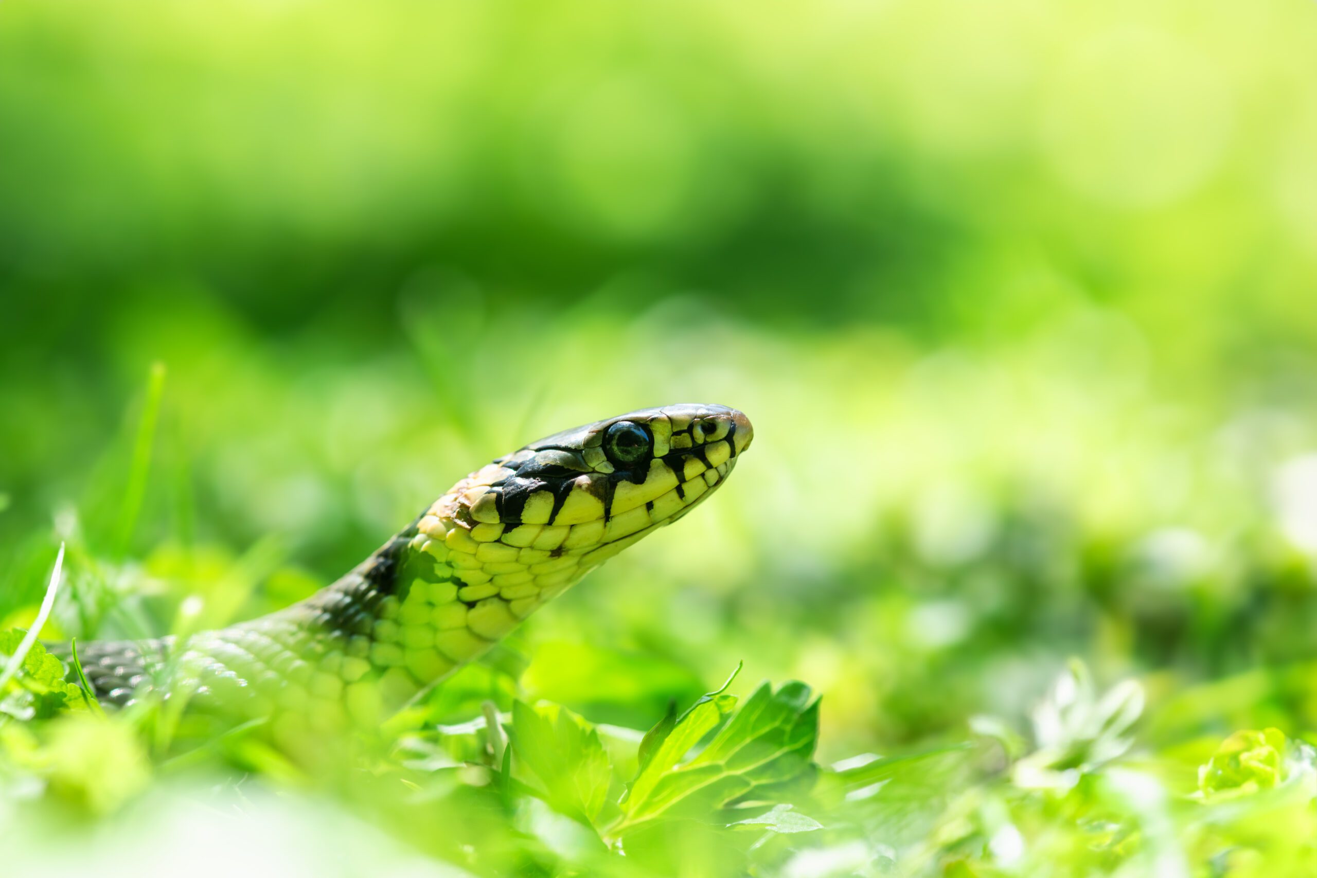 Species Survey | Halpin Robbins