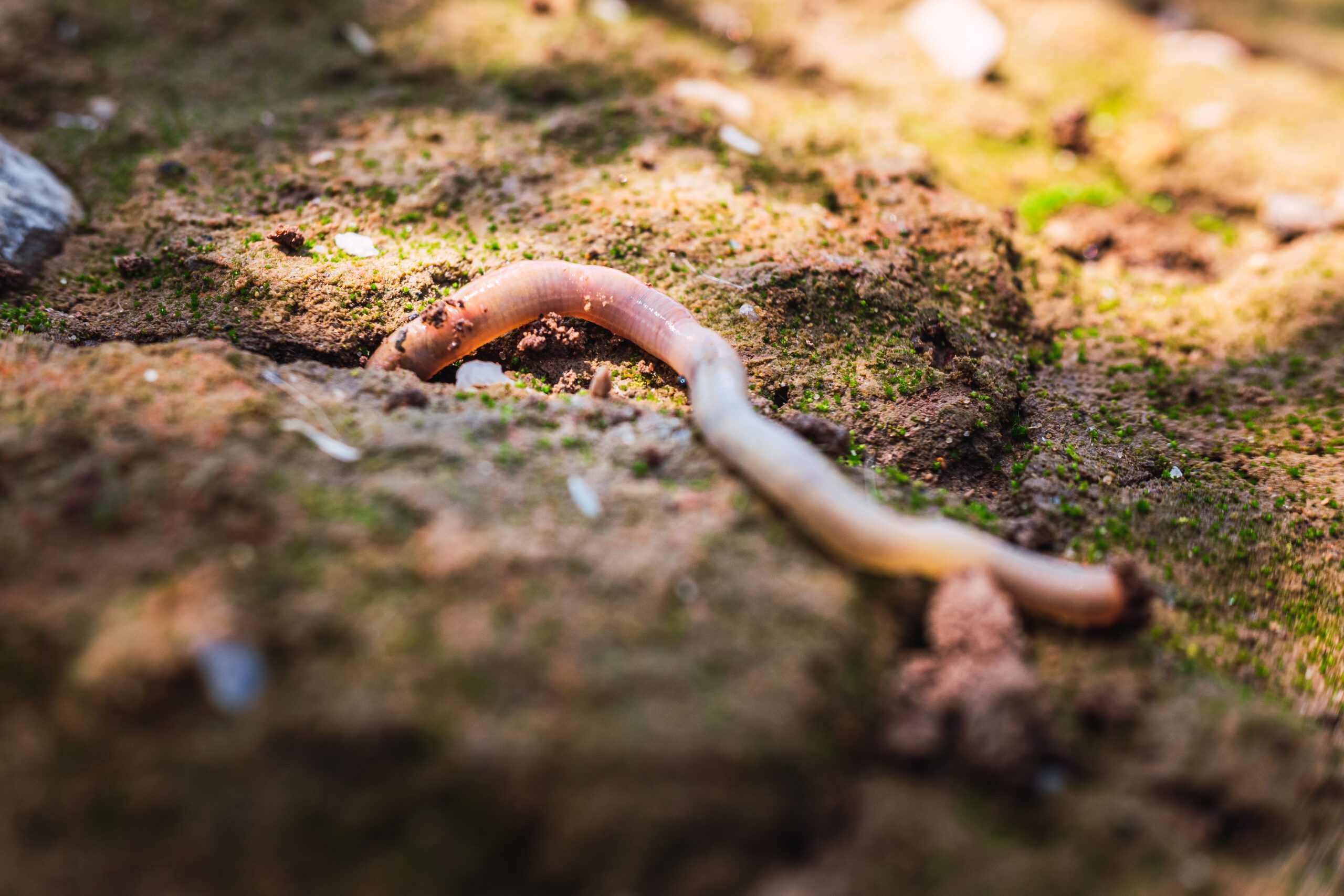 Invertebrate Surveys | Halpin Robbins