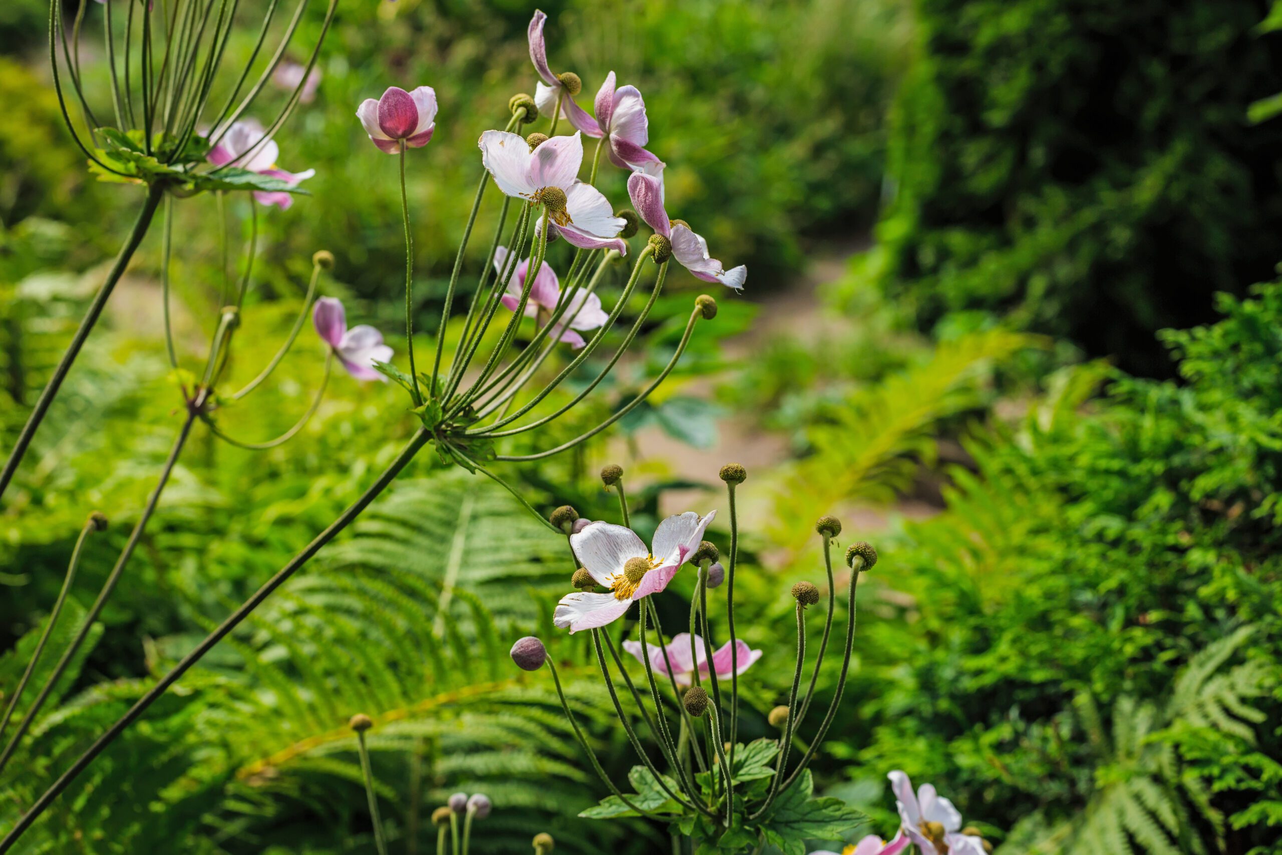 Botanical Surveys | Halpin Robbins
