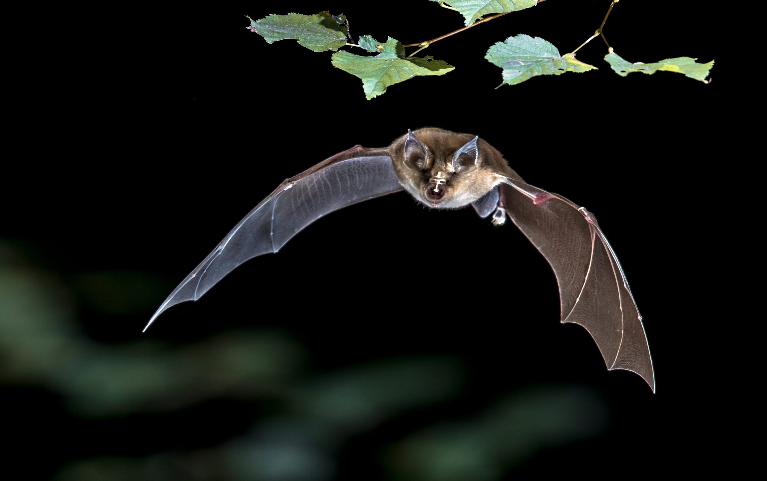 Species Survey | Halpin Robbins