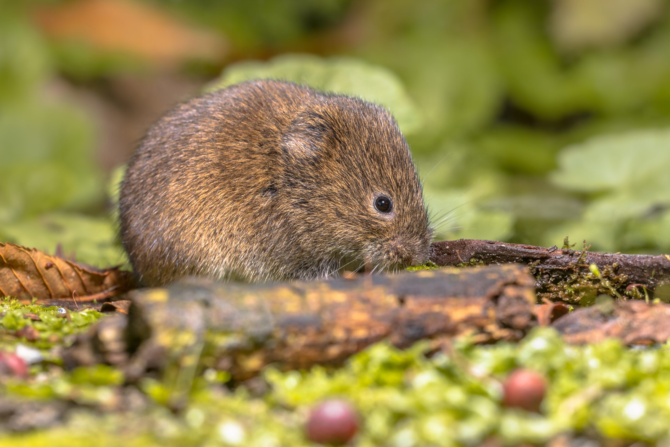 Species Survey | Halpin Robbins