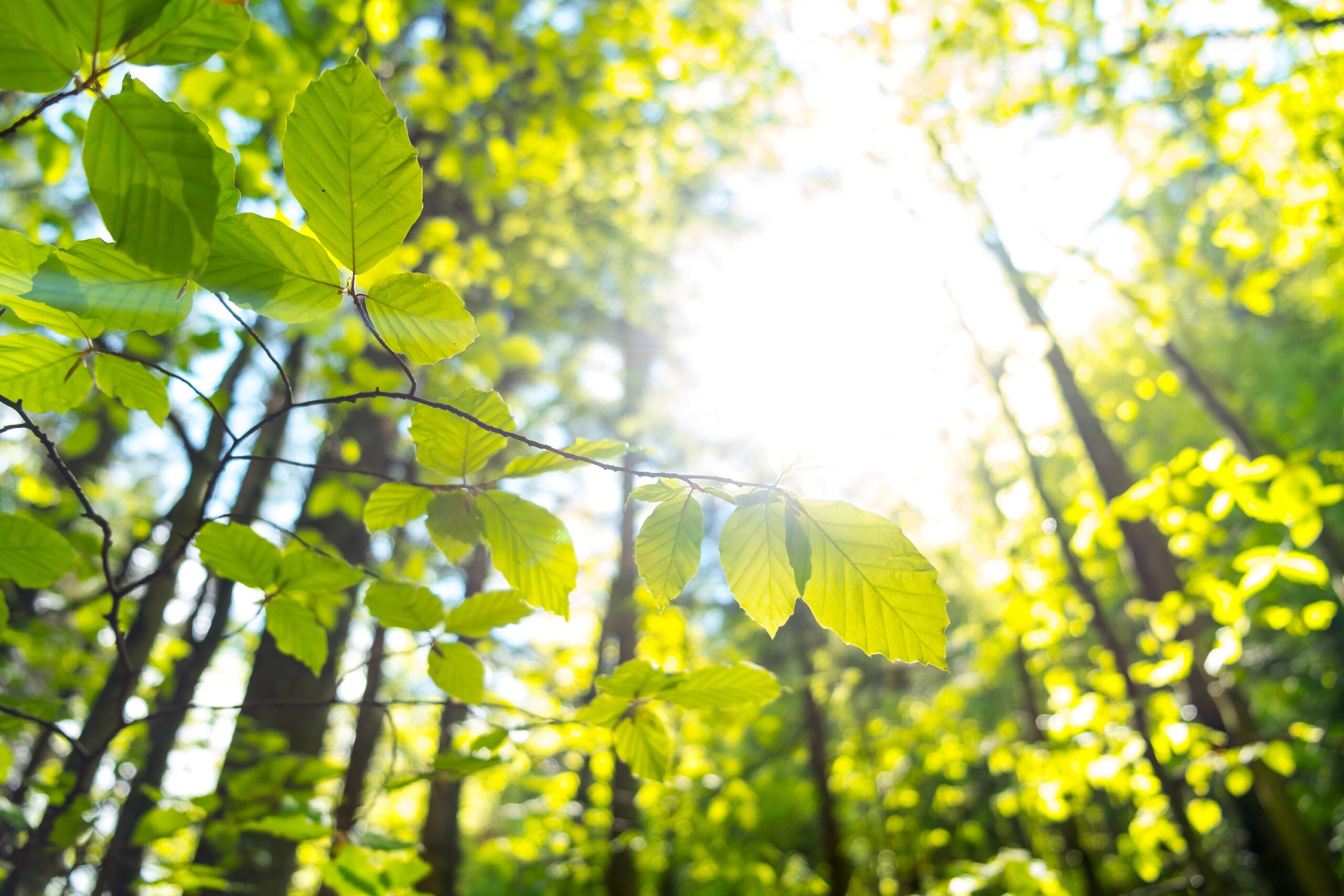 Ecological Delivery | Halpin Robbins