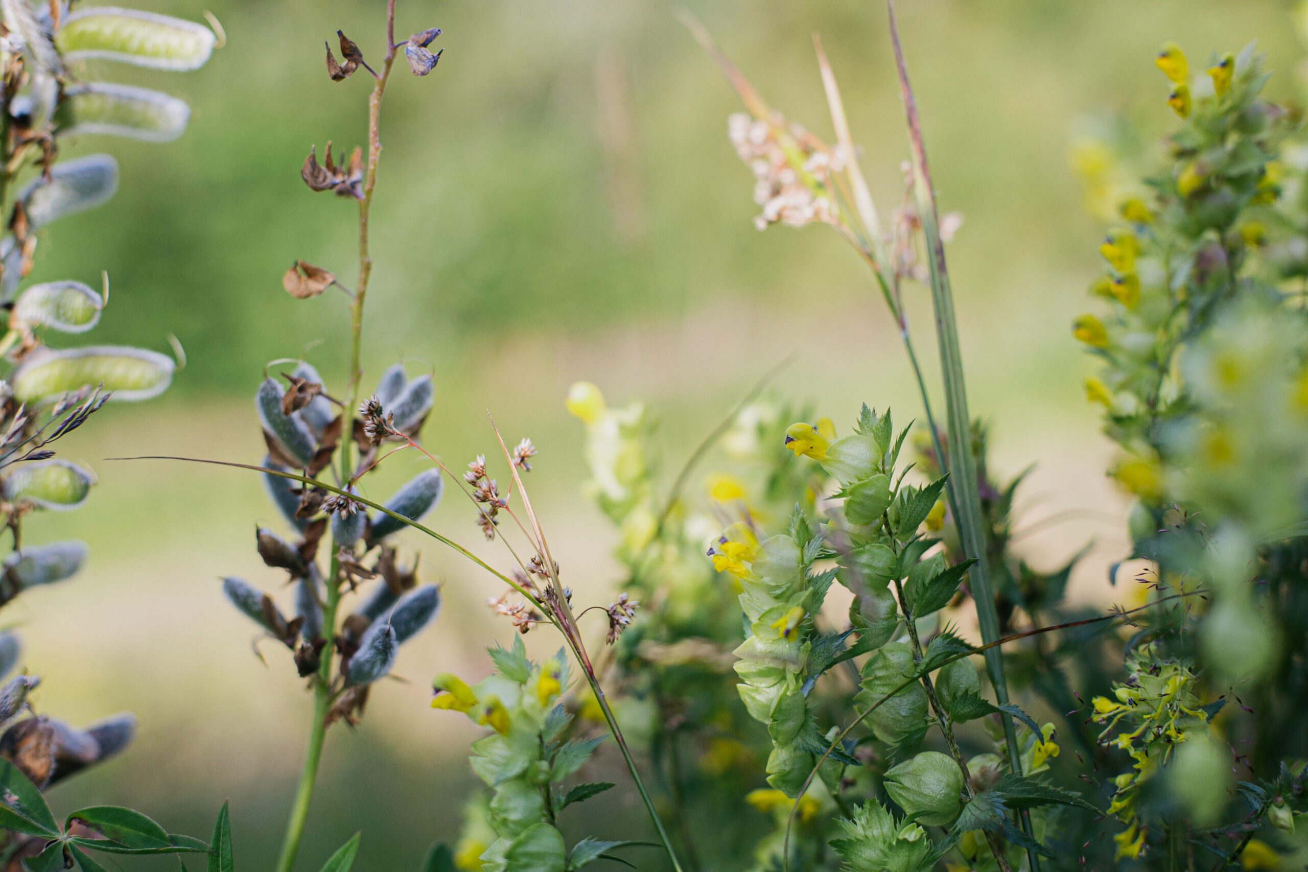 Species Survey | Halpin Robbins