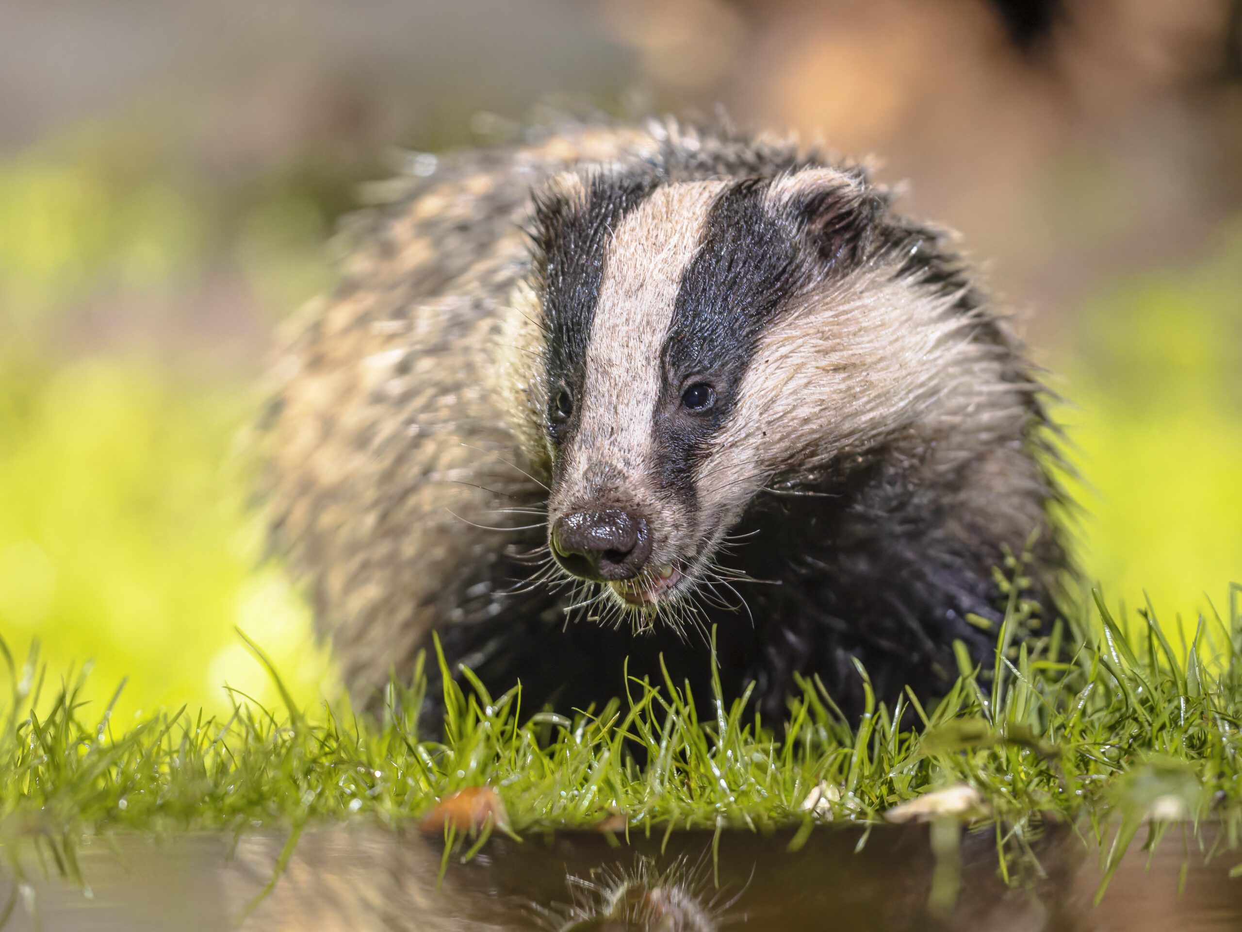 Species Survey | Halpin Robbins