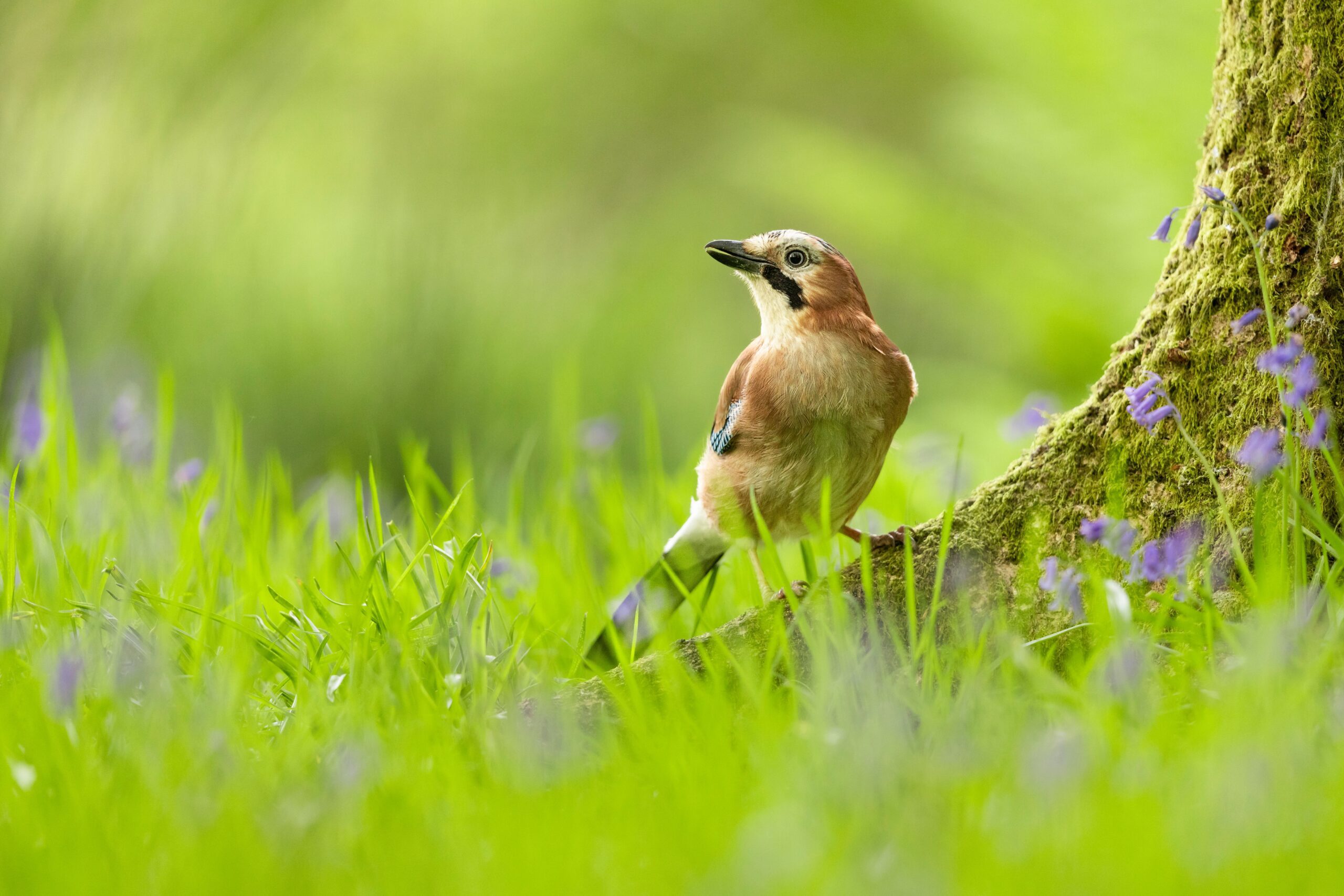Bird Surveys | Halpin Robbins