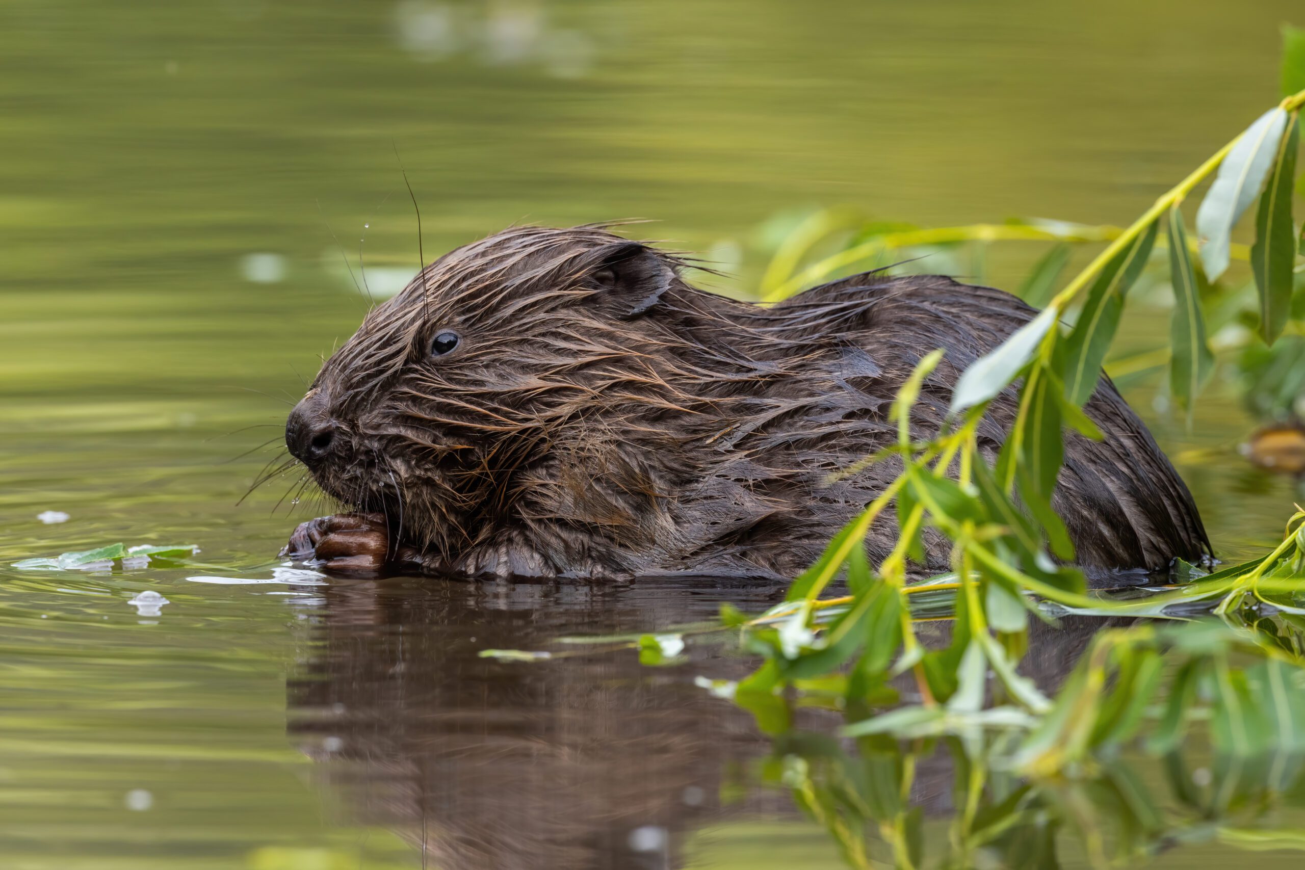 Beaver Surveys | Halpin Robbins