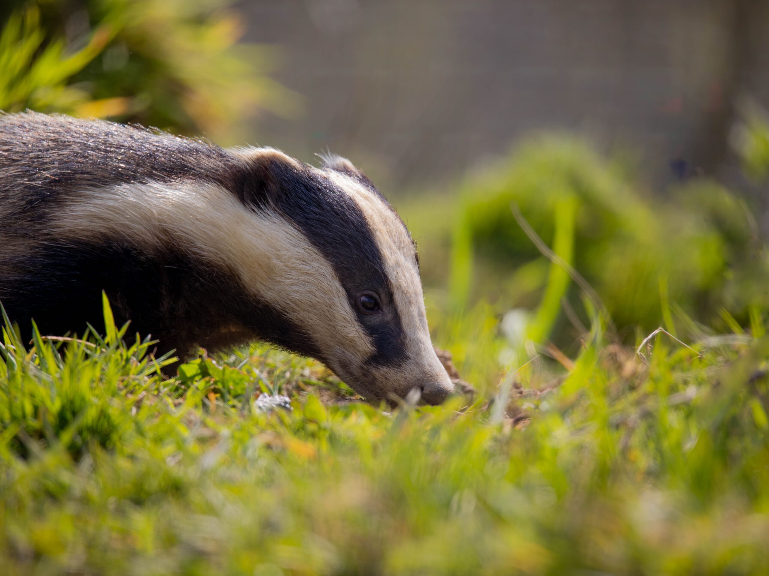 Badger Surveys | Halpin Robbins