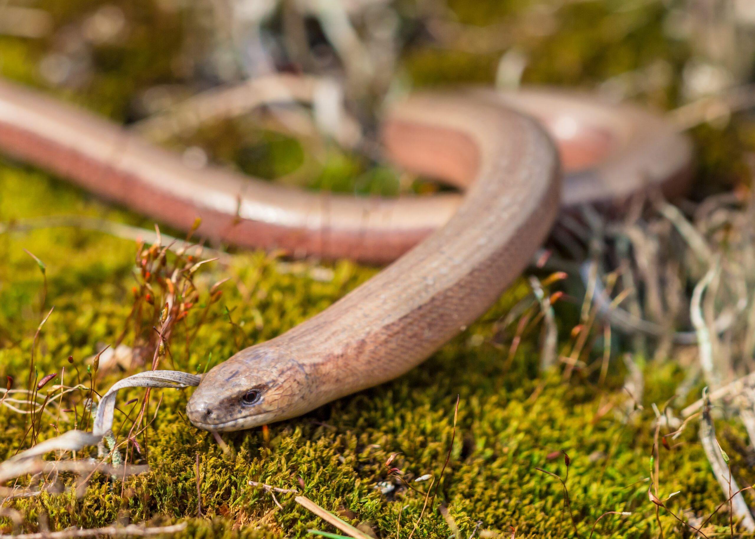 Reptile Surveys | Halpin Robbins