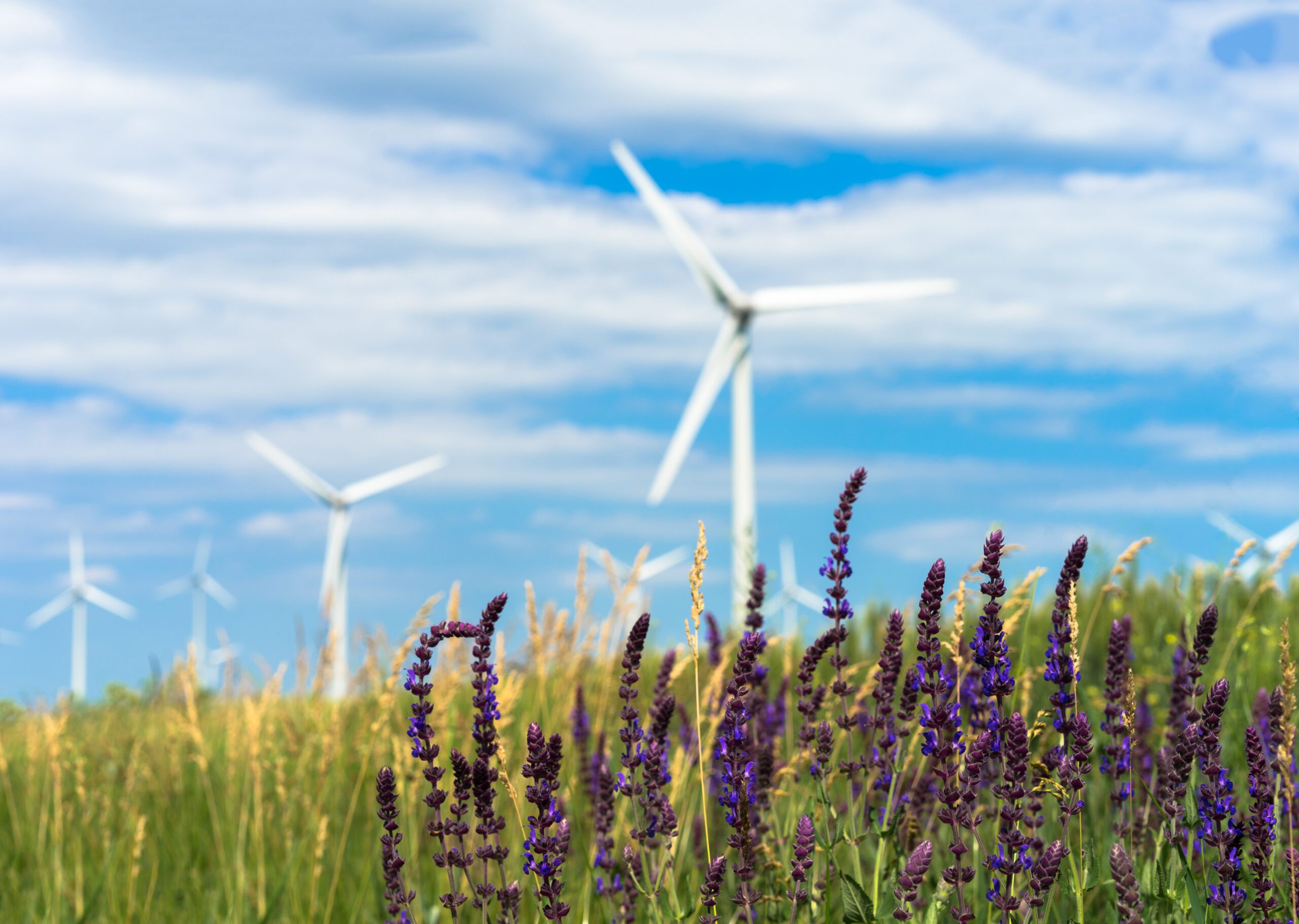 Energy & Carbon Management | Halpin Robbins