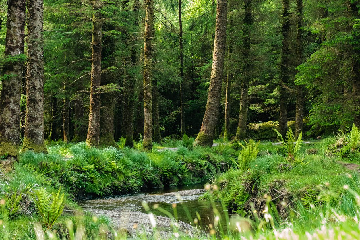 Environmental Planning & Impact Assessment | Halpin Robbins