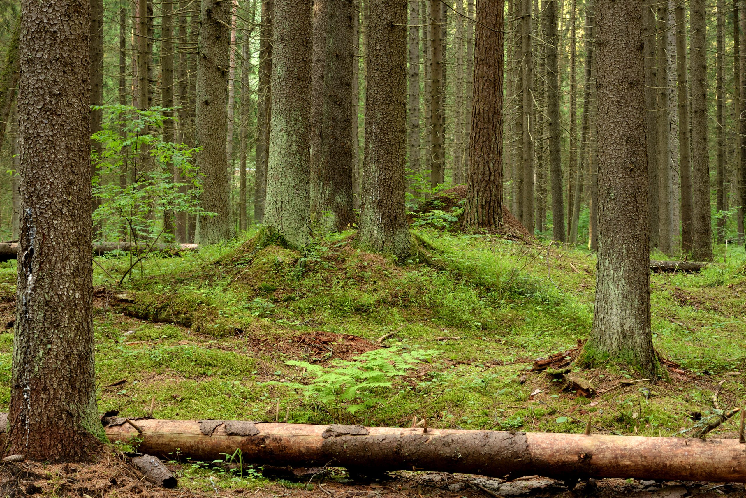 Ecological Monitoring & Analysis | Halpin Robbins