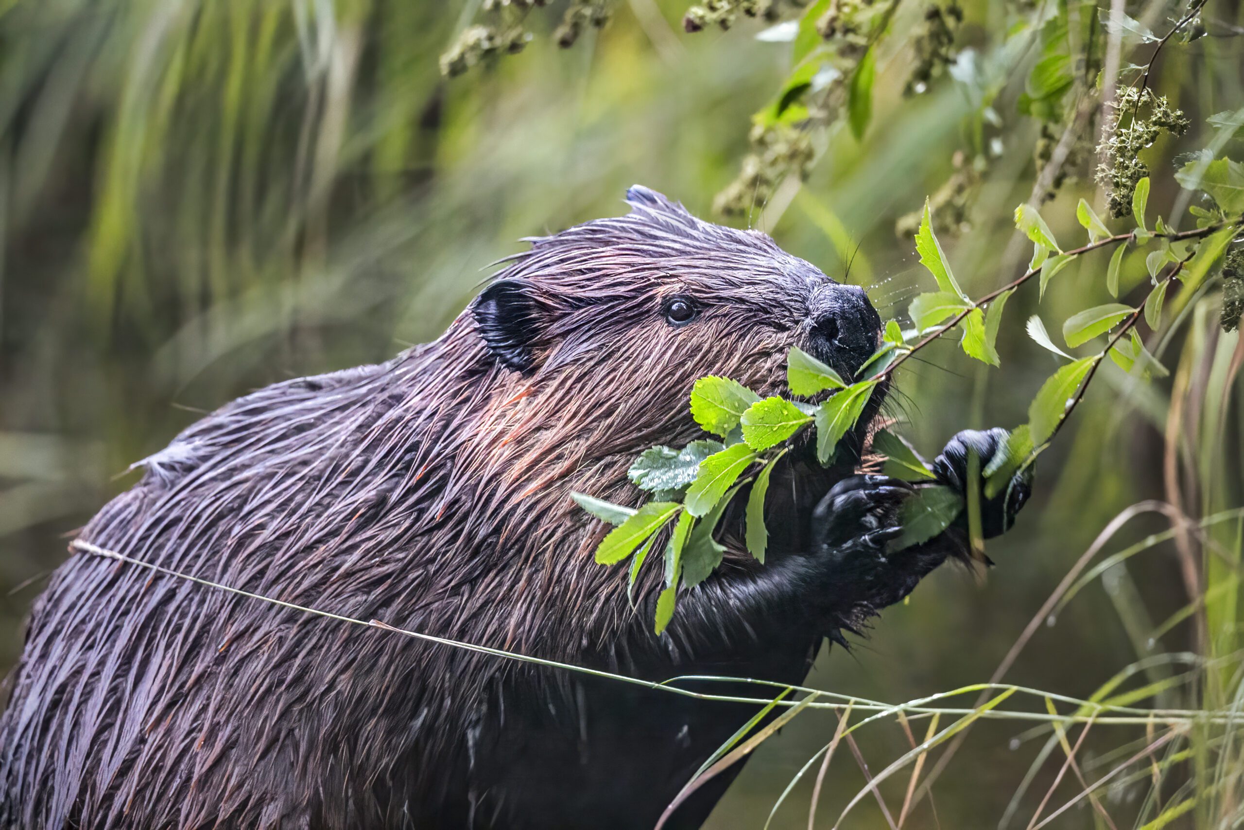 Species Survey | Halpin Robbins