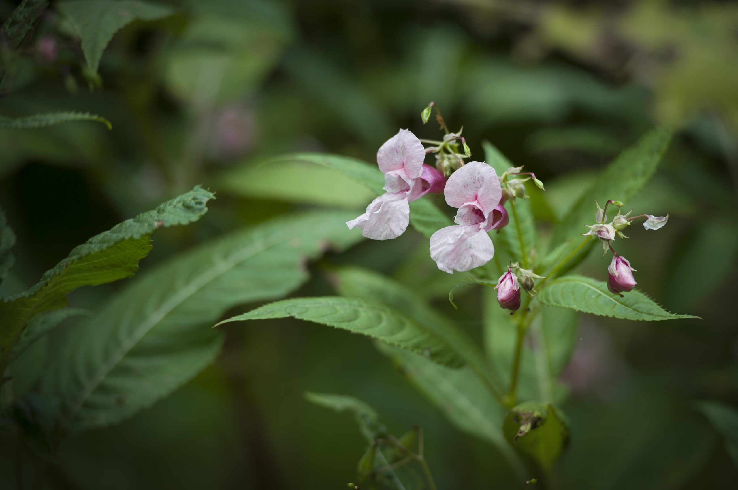 Invasive Species Surveys | Halpin Robbins