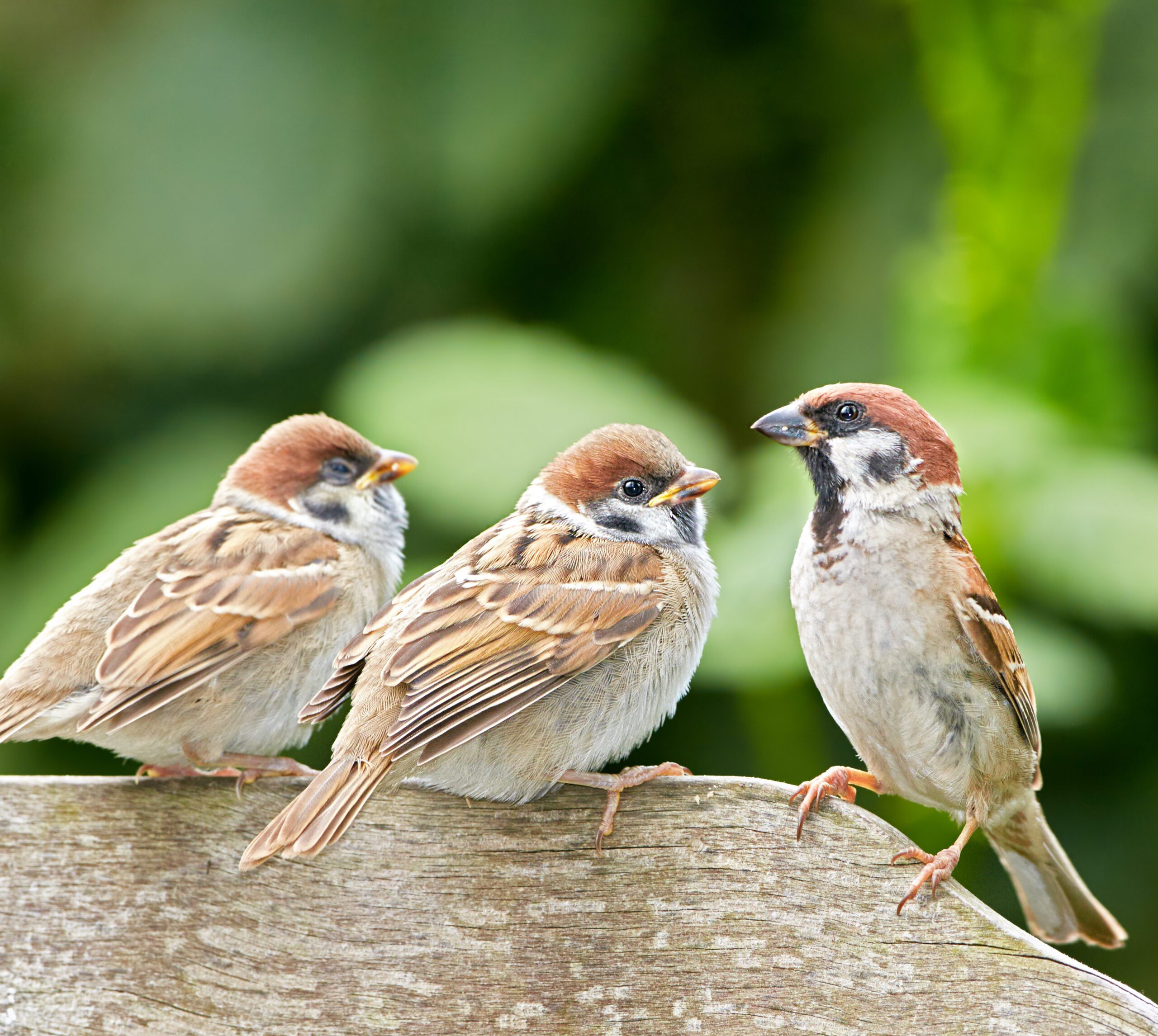 Bird Surveys | Halpin Robbins