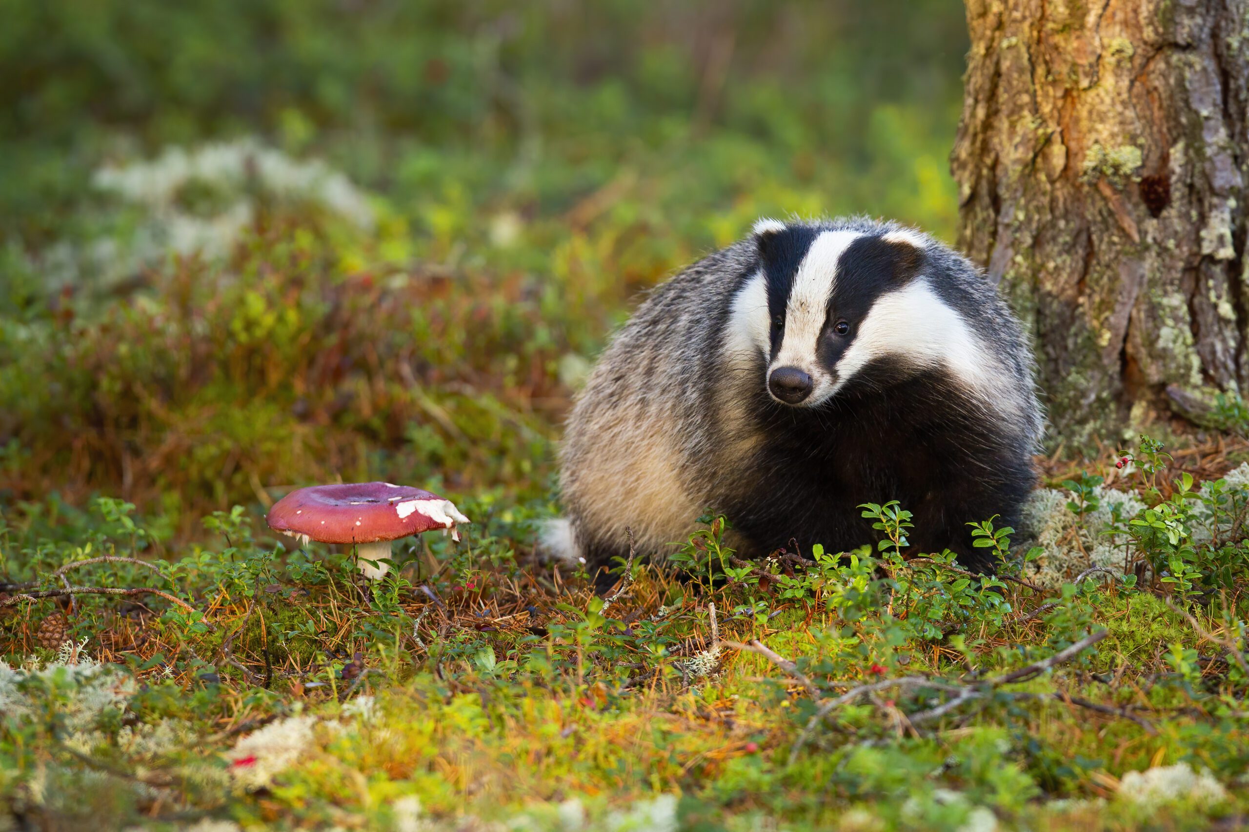 Badger Surveys | Halpin Robbins