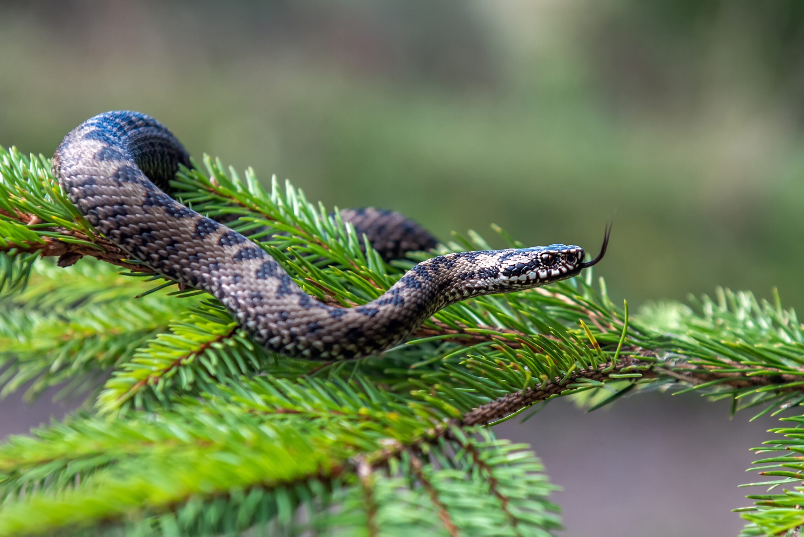 Reptile Surveys | Halpin Robbins