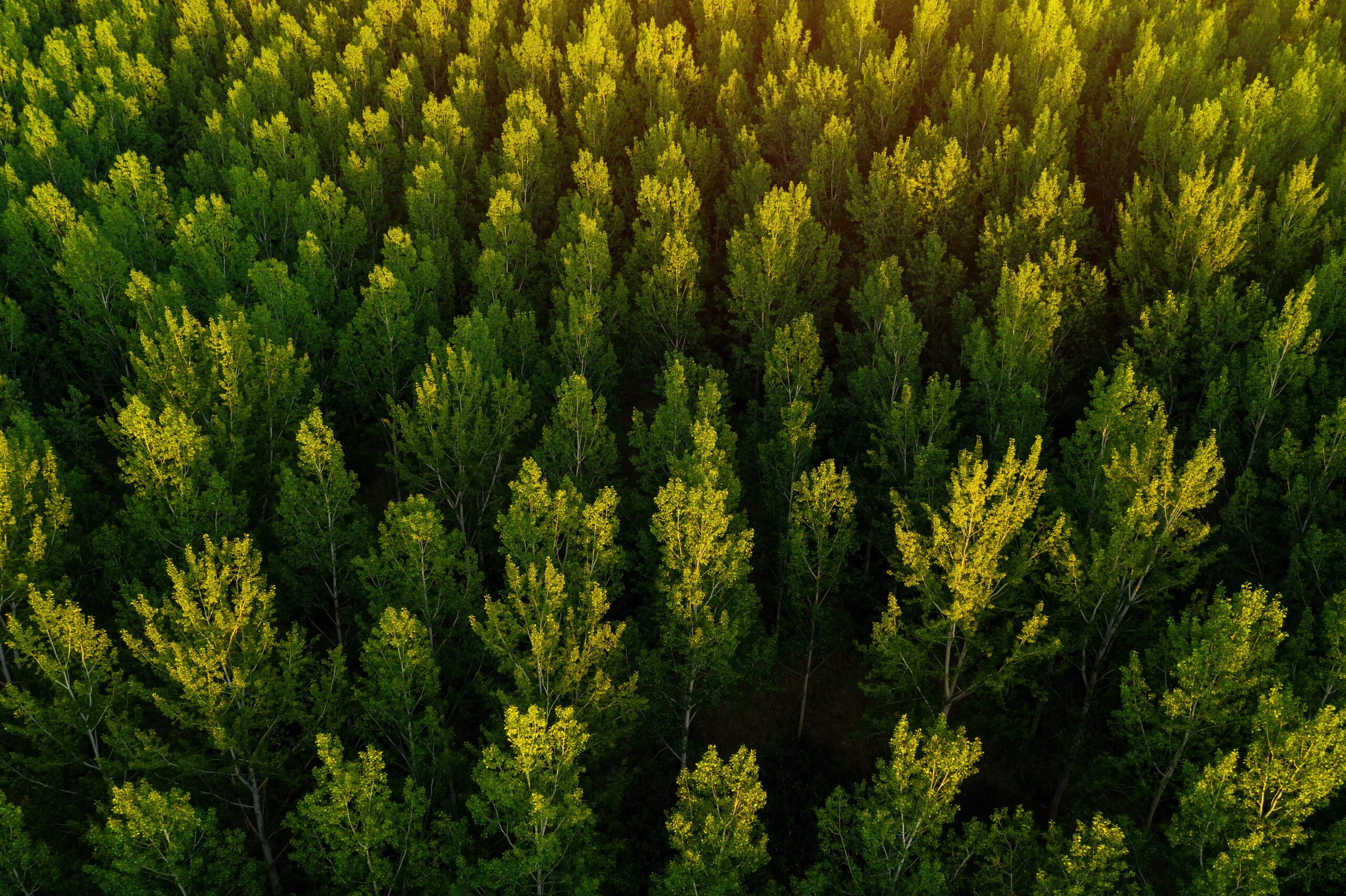 Environmental | Halpin Robbins