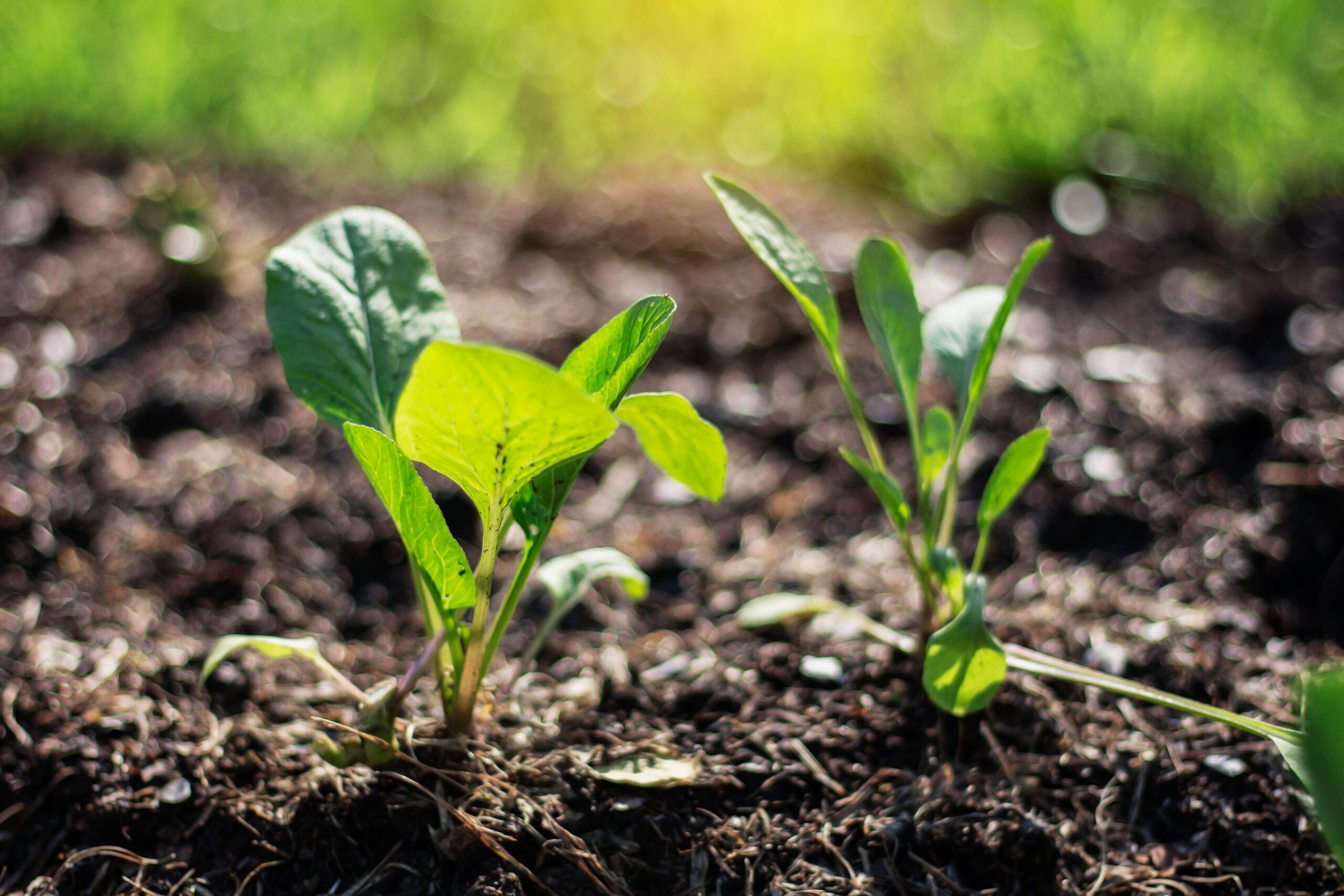 Environmental Impact Assessment | Halpin Robbins