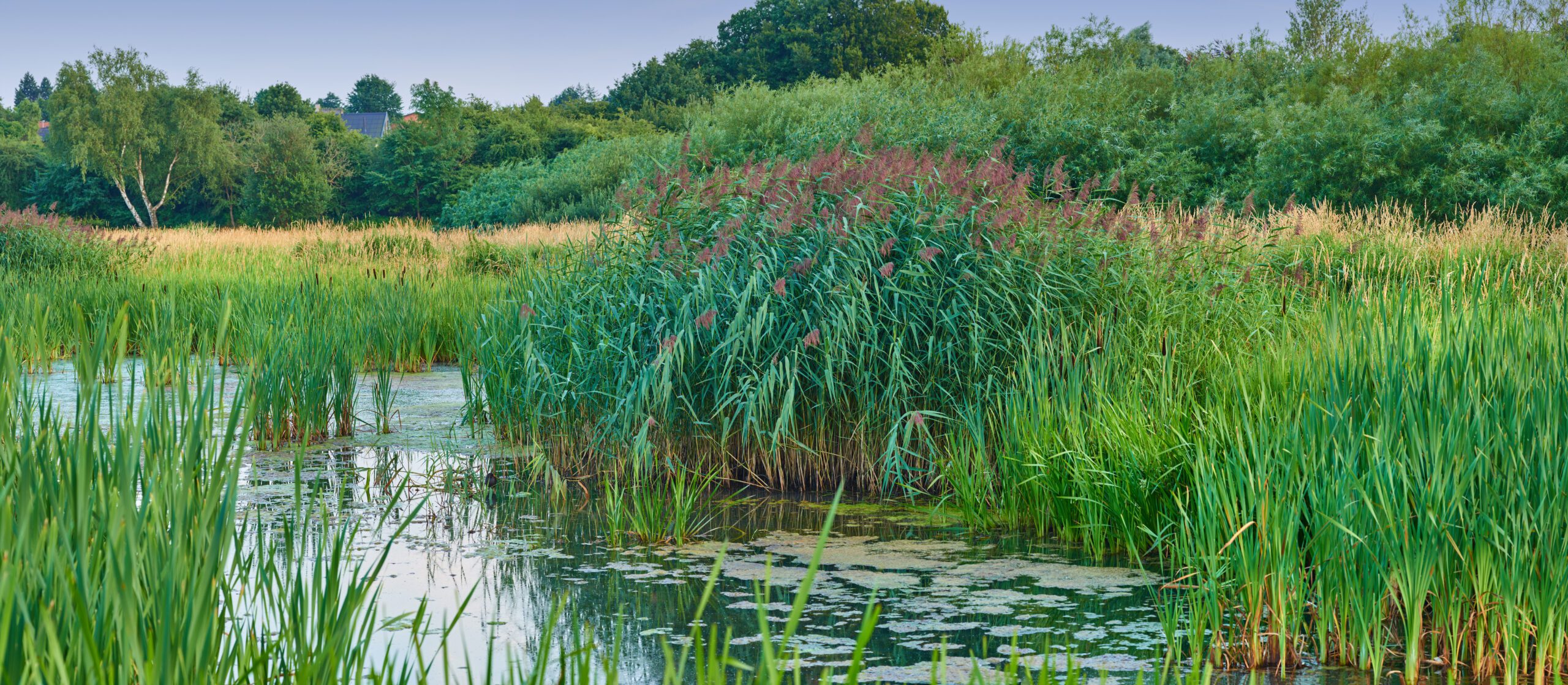 Waste & Resource Management | Halpin Robbins