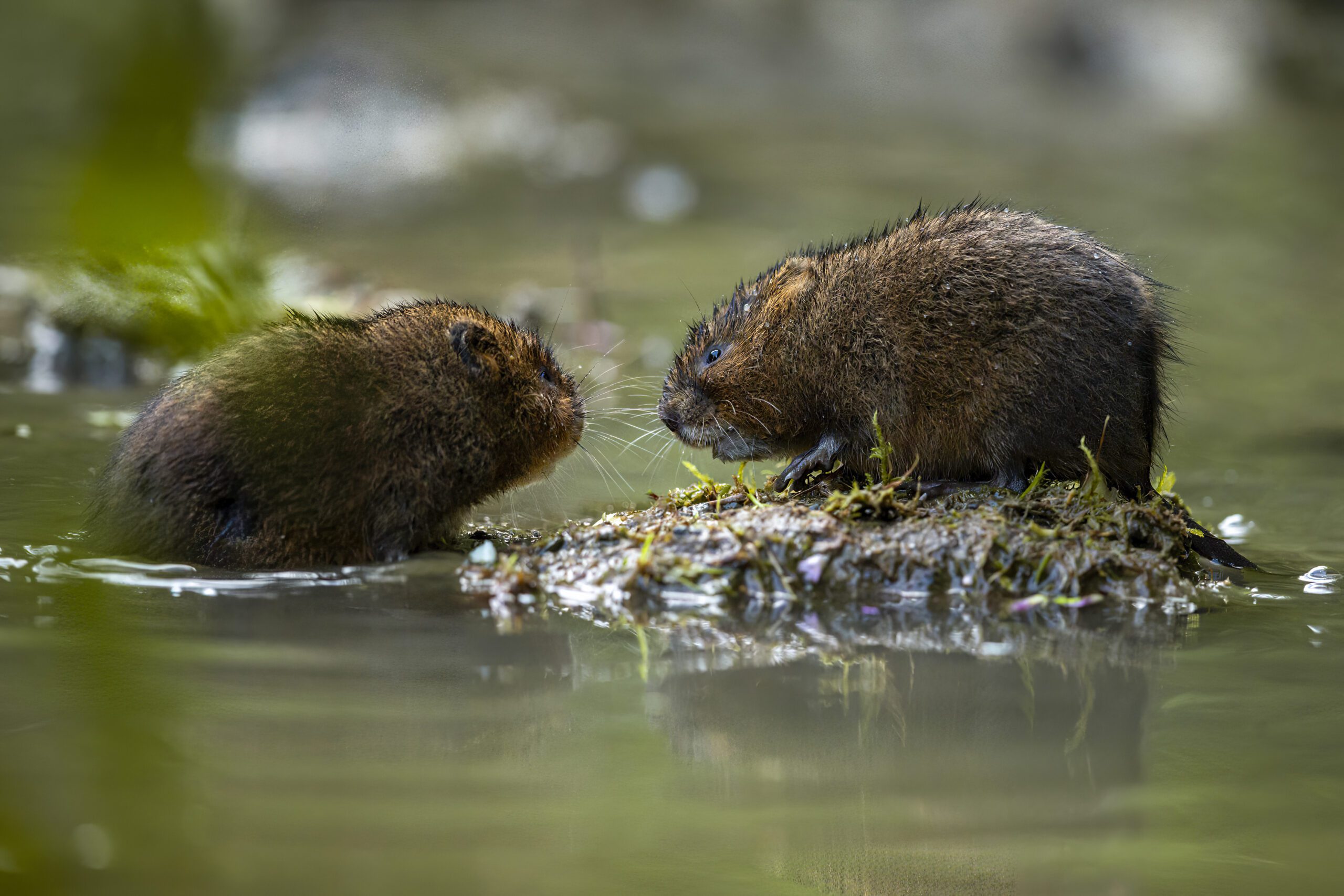 Water Vole & Otter Surveys | Halpin Robbins