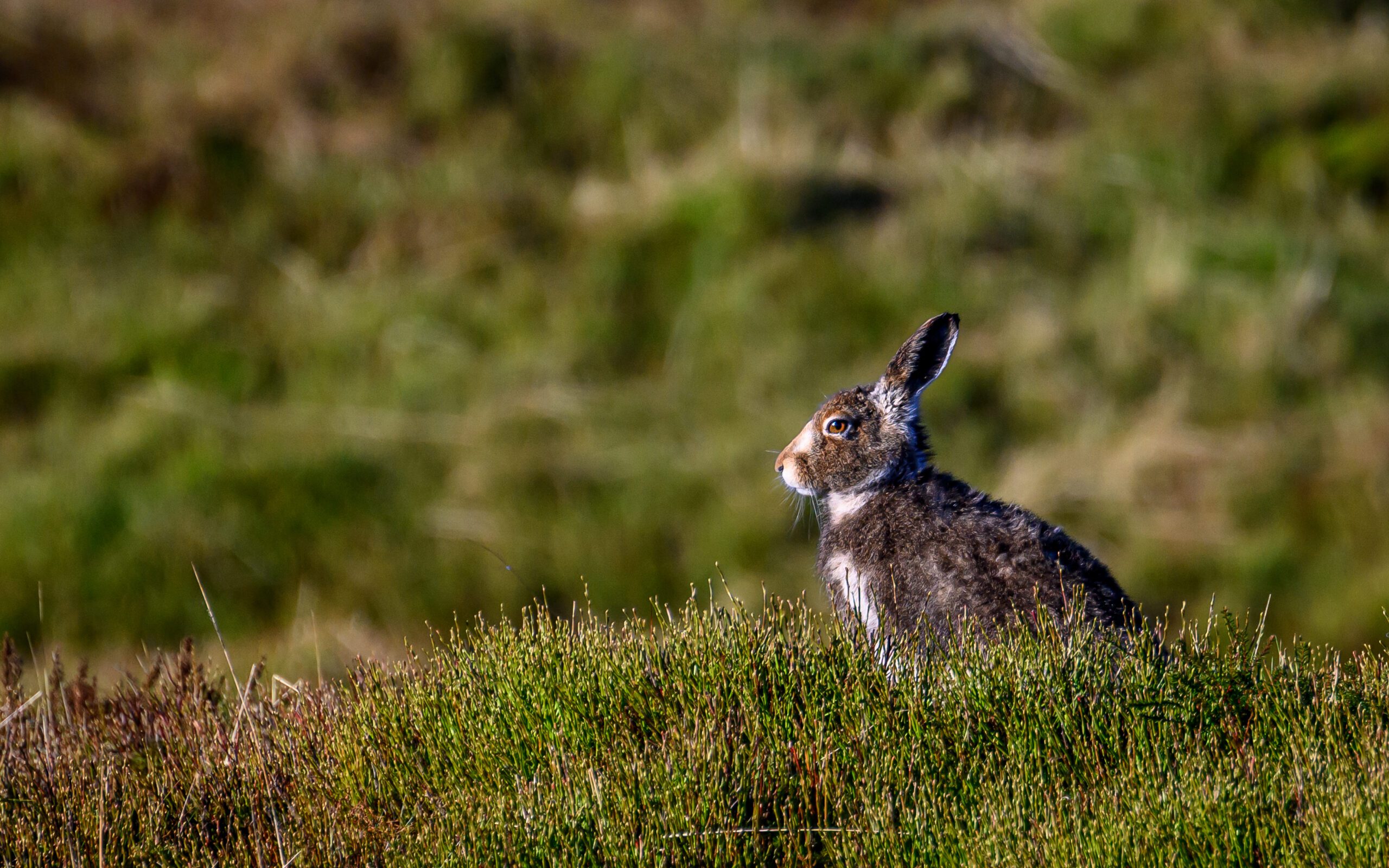 Wildlife Monitoring and Management | Halpin Robbins