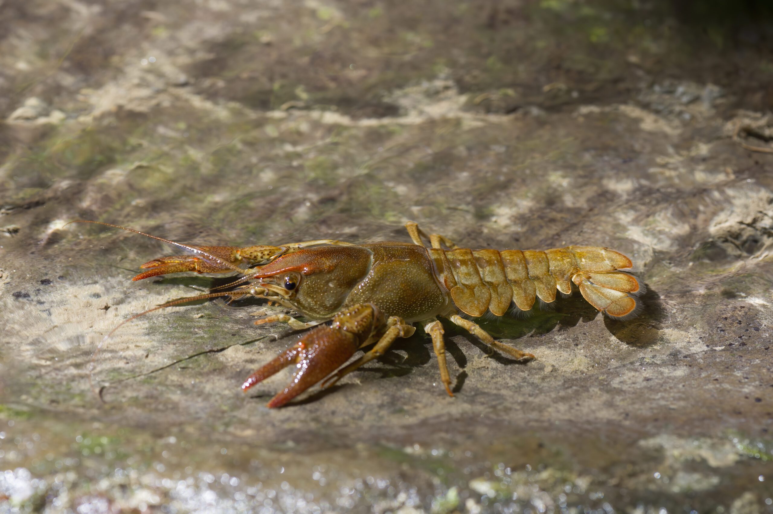 Invertebrate Surveys | Halpin Robbins
