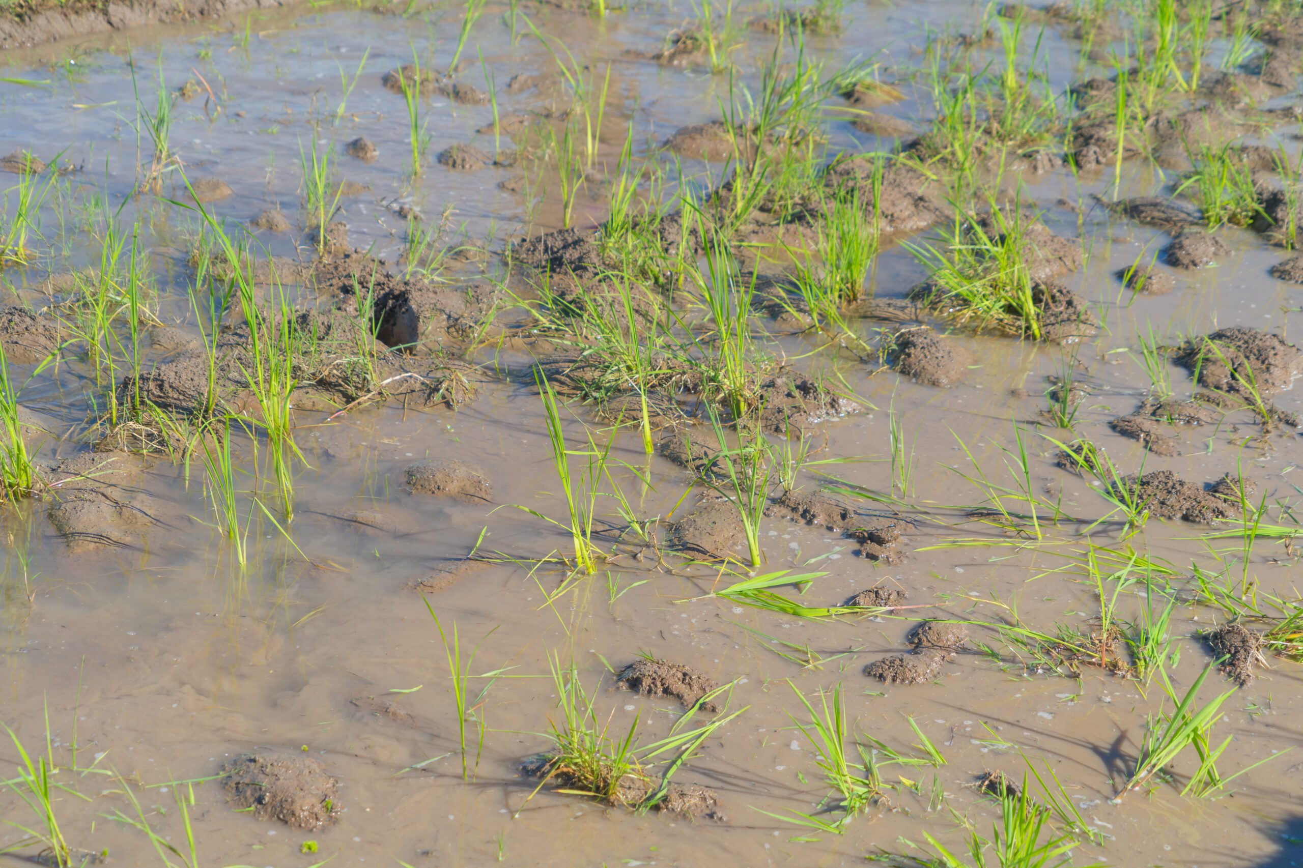 Environmental Monitoring & Analysis | Halpin Robbins