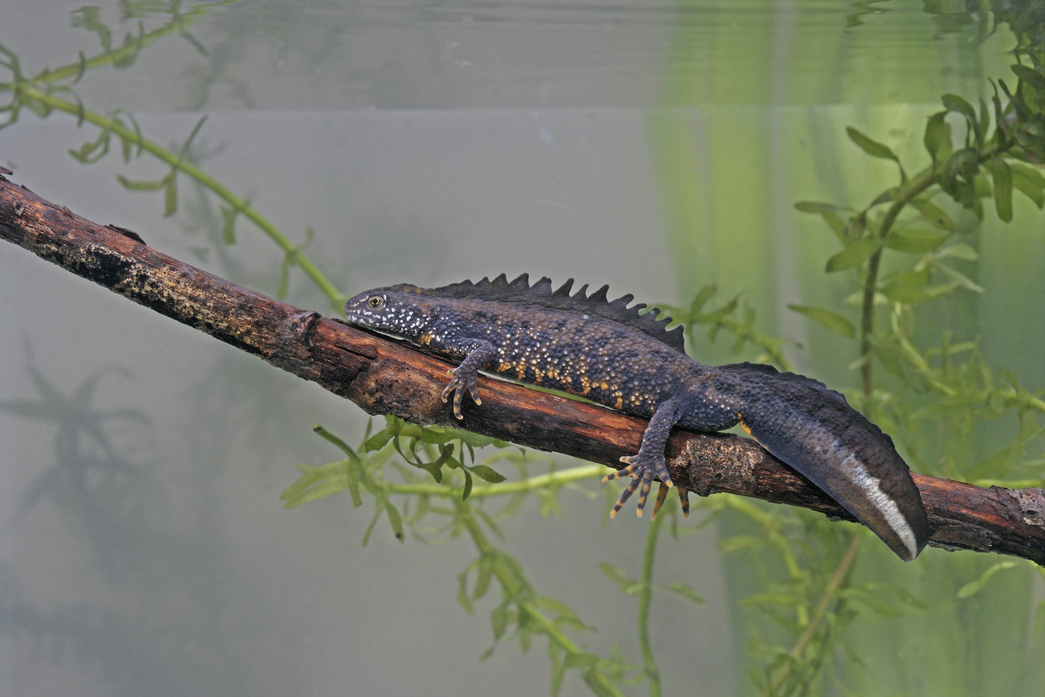 Great Crested Newt & Amphibian Surveys | Halpin Robbins