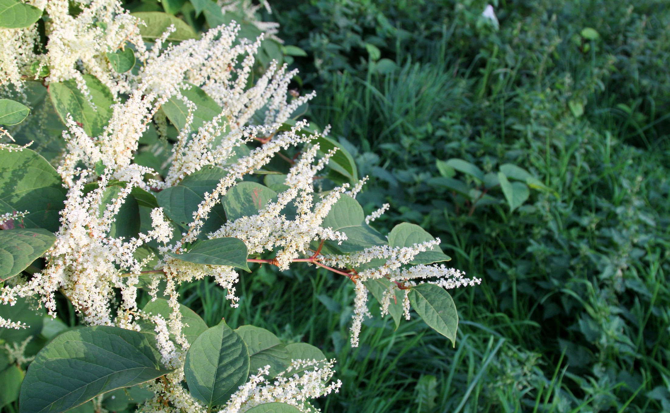 Invasive Species Surveys | Halpin Robbins