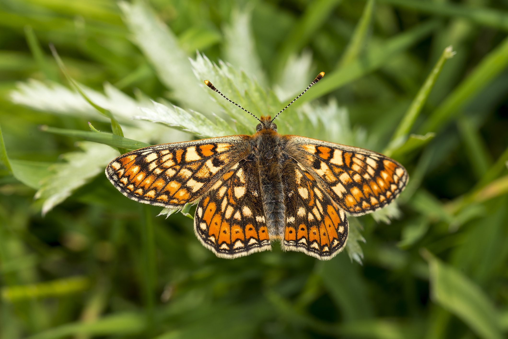 Species Survey | Halpin Robbins